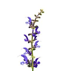 Image result for Drimia indica