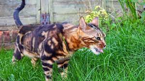 How Long Do Bengal Cats Life For Bengal Cat Life Expectancy And Life Span