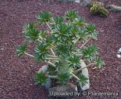 Image result for Dorstenia dinklagei