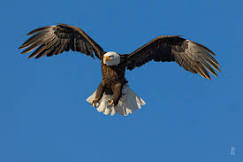Eagle