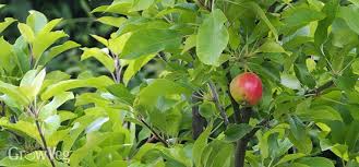 Plus, because your apple tree already boasts several years of growth by the time it arrives at your door, you'll be able to reap the benefits of healthful fruit during the very first year. 5 Solutions For Unproductive Fruit Trees