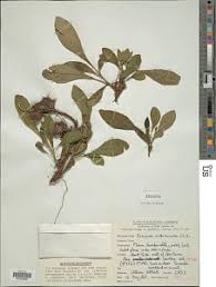 Image result for Crabbea velutina