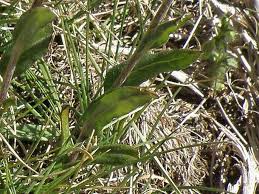 Image result for Helichrysum globosum