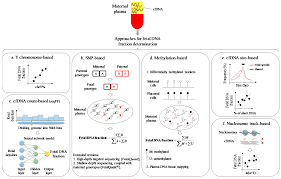 Ijms Free Full Text Bioinformatics Approaches For Fetal Dna Fraction Estimation In Noninvasive Prenatal Testing Html