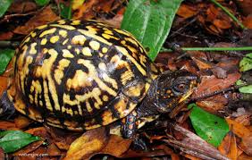 Eastern Box Turtle Care Sheet