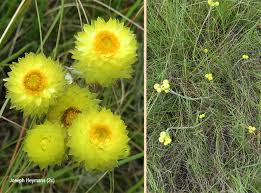 Image result for Helichrysum cephaloideum