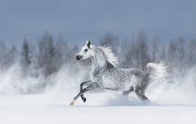 Arabian Horse A Handy Breed Profile And Guide Horsy Land All About Horses