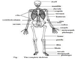 Human Skeletal System