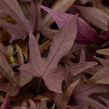 Image result for Ipomoea prismatosyphon