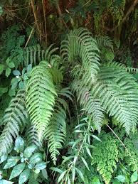 Image result for Amauropelta