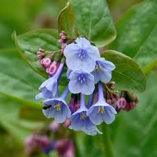 Native flowers should be left where they are to grow naturally. East Tennessee Wildflowers Virginia Bluebells Bluebells Wild Flowers