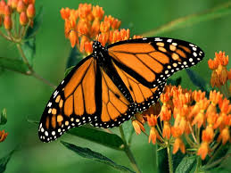 #monarch butterflies #monarch butterfly #butterflies #usfws #us fish and wildlife service #u.s. 1280x720px Free Download Hd Wallpaper Animal Butterfly Flower Monarch Butterfly Orange Wallpaper Flare