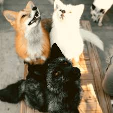 45 Animals Who Won The Genetic Lottery In 2020 Animals Zorse Rare Animals