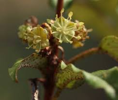 Image result for Croton pseudopulchellus