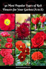Check spelling or type a new query. 30 Most Popular Types Of Red Flowers For Your Garden A To Z Red Flowers Types Of Red Flowers