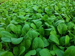 In florida, the season to plant these is august through february. How To Grow Delicious Mustard Greens In Your Garden
