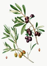 Download Premium Png Of Olive Tree Branch Transparent Png 568916 Tree Drawing Simple Olive Tree Tree Branches