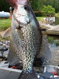 Maybe you would like to learn more about one of these? Richard Gene The Fishing Machine Fans Gene Fishing Twitter