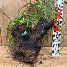 Image result for Xerophyta trichophylla