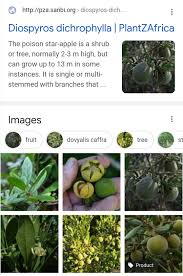 Image result for Diospyros dichrophylla