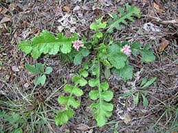 Image result for Hermannia parvula