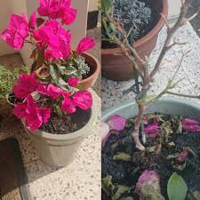 Click here to view bougainvillea plant care information. Bougainvillea Losing Its Leaves How To Save It Gardener Report