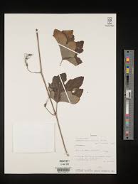 Image result for Lagenaria rufa