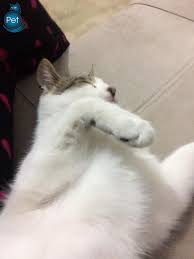 Satilik American Shorthair Yavru Kedi Fiyatlari Kedipet Com