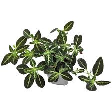 Image result for Ruellia makoyana