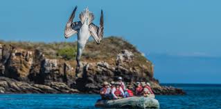 Fauna de las islas galápagos. Can Tourism Be Sustainable In The Galapagos Islands