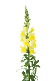 Image result for Antirrhinum majus
