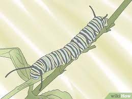 How To Care For A Caterpillar With Pictures Wikihow