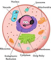 What Is A Lysosome Blog Jolie Canoli