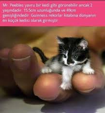 Sogan Kabugu Faydalari Nelerdir Animals Bilgi Guinness Gizli Bilgi