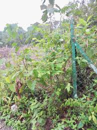 Layari portal rasmi mara di www.mara.gov.my atau terus ke pautan ukkm mara di bawah. Tanah Kuala Klawang Kampung Ulu Seperi Jelebu Ejen Hartanah Seremban Bangi Seri Kembangan Puchong Putrajaya