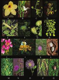 Image result for Indigastrum parviflorum