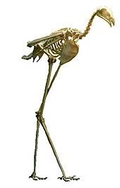 It was first described in english by explorer frank welland in 1932. Secretarybird Wikipedia