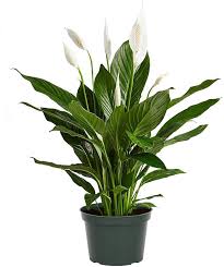Your best chance if your peace lily never flowers is to check that you are giving it the correct cultivation. Spathyphyllium Free Shipping Peace Lily Plant Great House Plant 6 Pot Air Plants Home Living Vadel Com