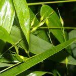 Image result for Olyra latifolia