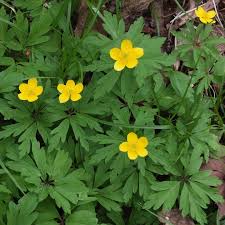 Image result for Ranunculaceae