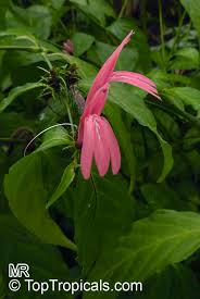 Image result for Justicia anselliana