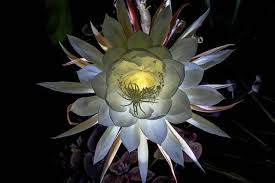 The flowers that are pollinated by moths or bats only open at night. Flowers That Bloom In The Moonlight Avas Flowers