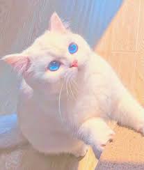 Entri oleh adminstressgiler at 17:37. Cute Cat Falco Asblor Baby Cats Cute Baby Cats Cute Animals