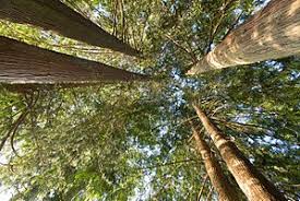 Western red cedar may have as many names as branches. Thuja Plicata Wikipedia
