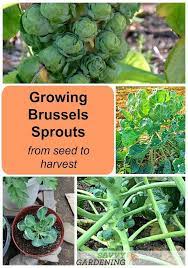 Growing Brussels Sprouts A Seed To Harvest Guide Brussel Sprout Plant Brussel Sprouts Harvesting Brussel Sprouts