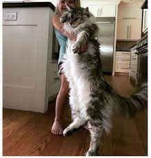 They can be loving and affectionate, but can also be quite independent, and do face some health maine coon temperament. Why Are Maine Coon Cats Expensive Quora