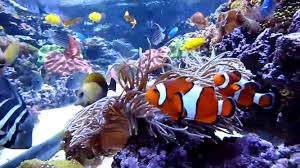 Nama dan gambar ikan hias sendiri sangat bera gam, pada pembahasan kali ini akan diperlihatkan yang populer dipelihara dan yang mudah perawatannya saja. Jenis Ikan Hias Air Tawar Ini Cocok Dipelihara Di Aquarium Uprint Id
