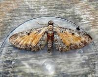Image result for Eupithecia icterata