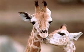Affectionate Giraffe Couple Sweet Animal Love Wallpapers 1920 1600 16 Giraffe Pictures Giraffe Animals