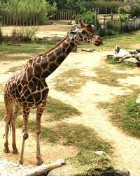 Pin On Justmarla Com